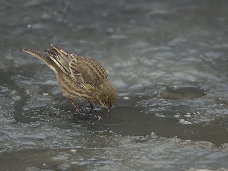 Anthus petrosus Rock Pipit Oeverpieper